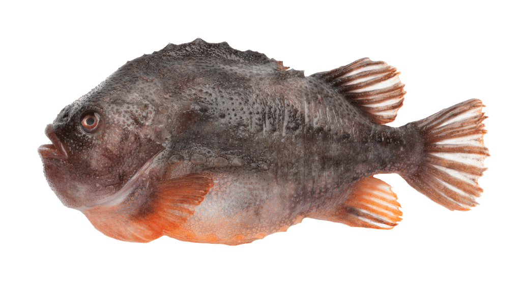 lumpfish plush